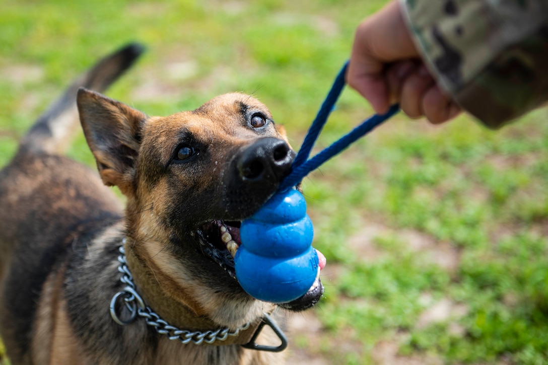 A dog bites a blue dog toy.