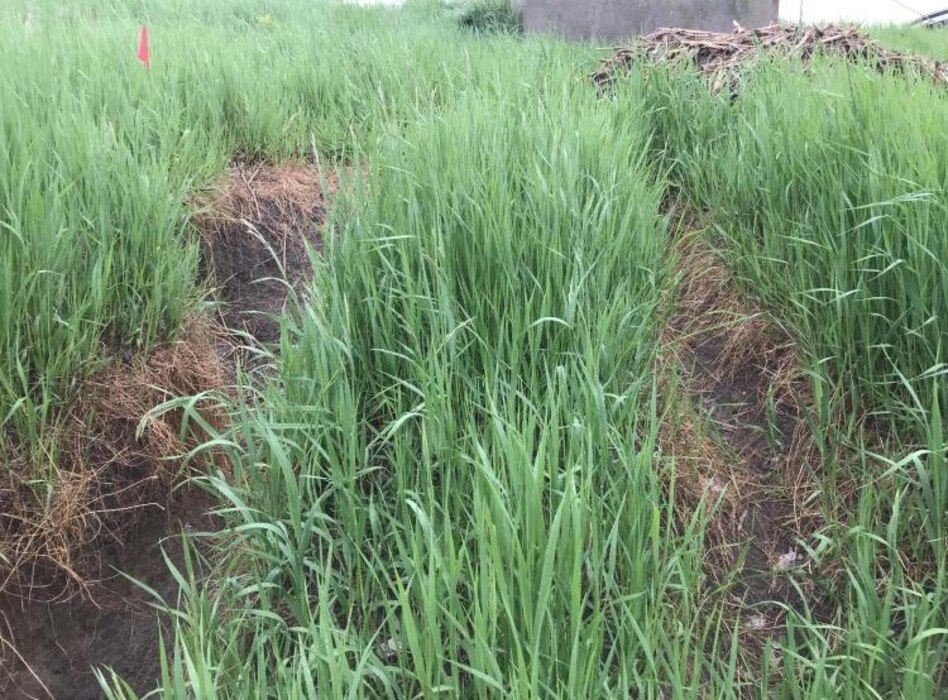 Rutting damage identified by the USACE team during the initial site inspection of Pierce levee in Pierce, Iowa conducted May 29, 2019.