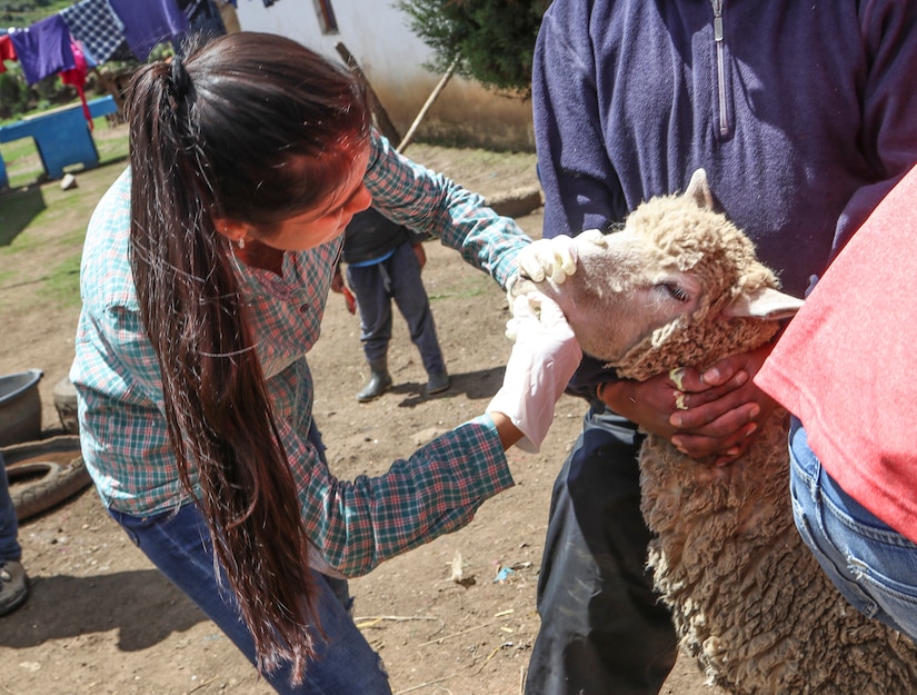 U.S. Army Reserve veterinarians enhance skills with Guatemalan partners during Beyond the Horizon 19