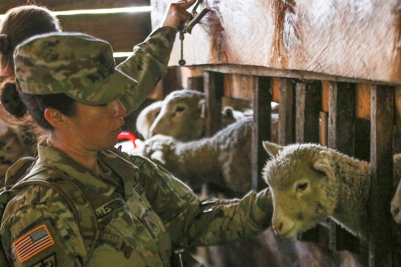 U.S. Army Reserve veterinarians enhance skills with Guatemalan partners during Beyond the Horizon 19