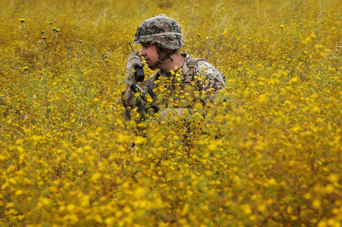 A Marine walks though a yellow field.