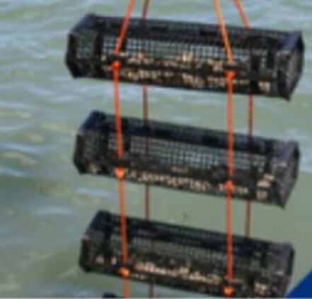 Plastic Oyster Cages