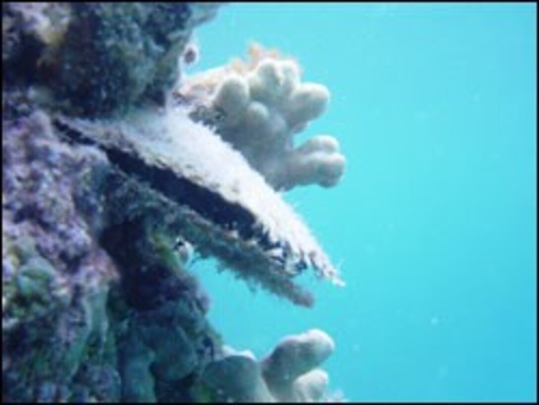The black-lipped pearl oyster  (Pinctada margaritifera). Oyster Restoration Project Coming to MCBH: https://www.mcbhawaii.marines.mil/News/News-Article-Display/Article/1891592/oyster-restoration-project-coming-to-mcbh/