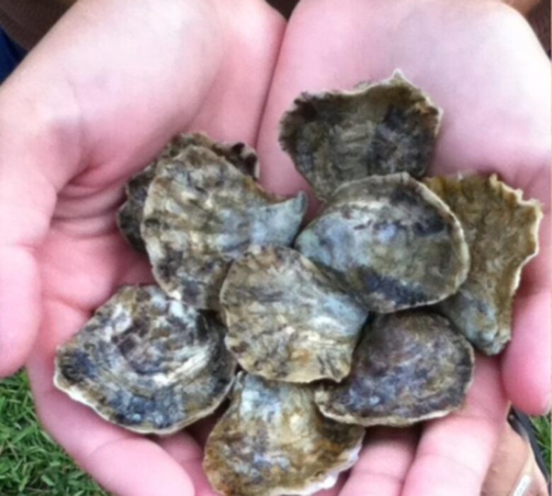 A handful of the native oysters (Dendostrea sanvicensis)