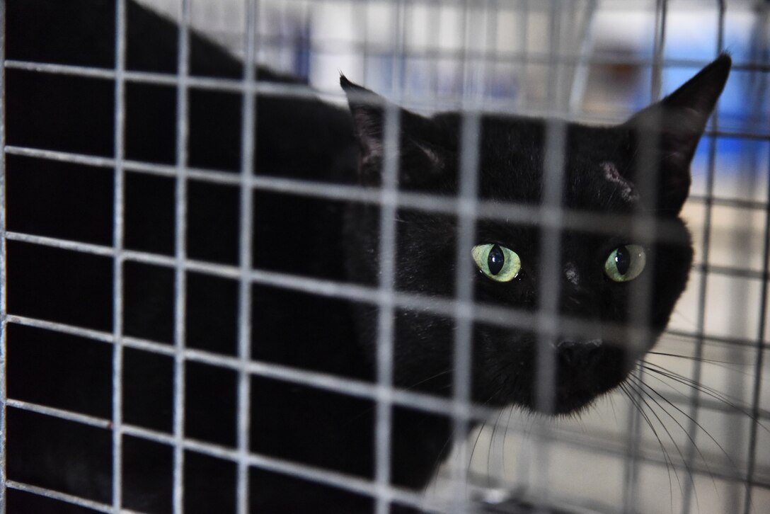 A stray cat rests in a cage at Al Dhafra Air Base, United Arab Emirates, Feb. 20, 2019. The 380th Expeditionary Civil Engineer Squadron pest management team collaborated with other 380th ECES shops, the 380th Expeditionary Medical Group and the veterinary staff at Camp Arifjan, Kuwait, on an initiative to trap, neuter, vaccinate and return wild cats. (U.S. Air Force photo by Senior Airman Mya M. Crosby)