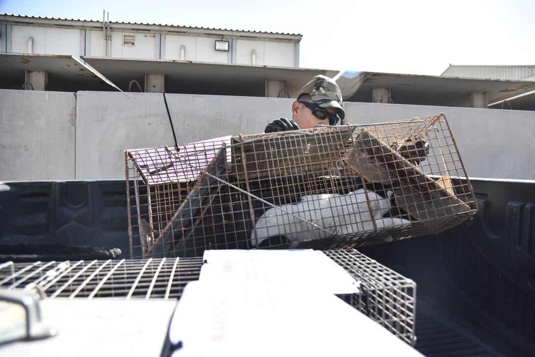 Tech. Sgt. Terence Park, 380th Expeditionary Civil Engineer Squadron pest management journeyman, prepares to release stray cat at Al Dhafra Air Base, United Arab Emirates, Feb. 18, 2019. In addition to routine insect and rodent control duties, Pest Management personnel apply a variety of devices and techniques to deter birds from airfields and surrounding buildings and areas. (U.S. Air Force photo by Senior Airman Mya M. Crosby)
