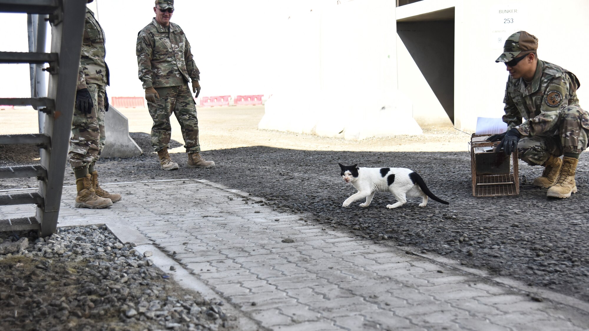 The 380th Expeditionary Civil Engineer Squadron pest management team release a newly vaccinated and spayed cat at Al Dhafra Air Base, United Arab Emirates, Feb. 18, 2019. In addition to routine insect and rodent control duties, Pest Management personnel apply a variety of devices and techniques to deter birds from airfields and surrounding buildings and areas. (U.S. Air Force photo by Senior Airman Mya M. Crosby)
