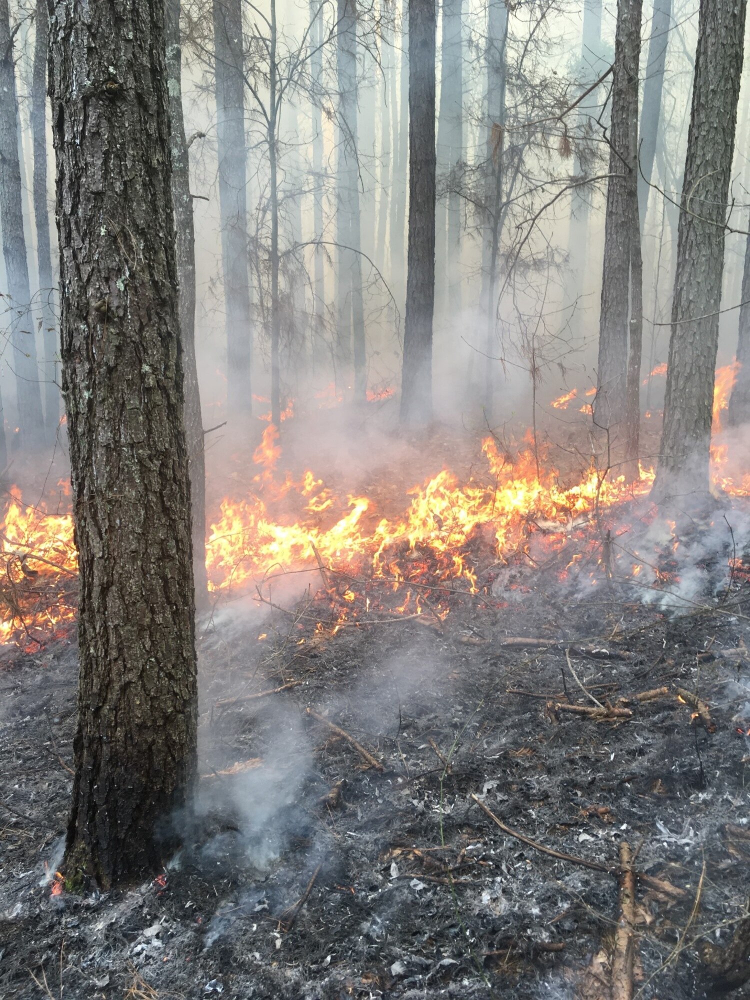 Prescribed fire is the most efficient and economical tool when managing natural ecosystems, allowing land managers to alter and improve the native ecosystems without utilizing more costly methods such as bush hogging, under brushing, and herbicide applications. Pictured is a prescribed fire, or controlled burn, at Arnold Air Force Base. (Courtesy photo)