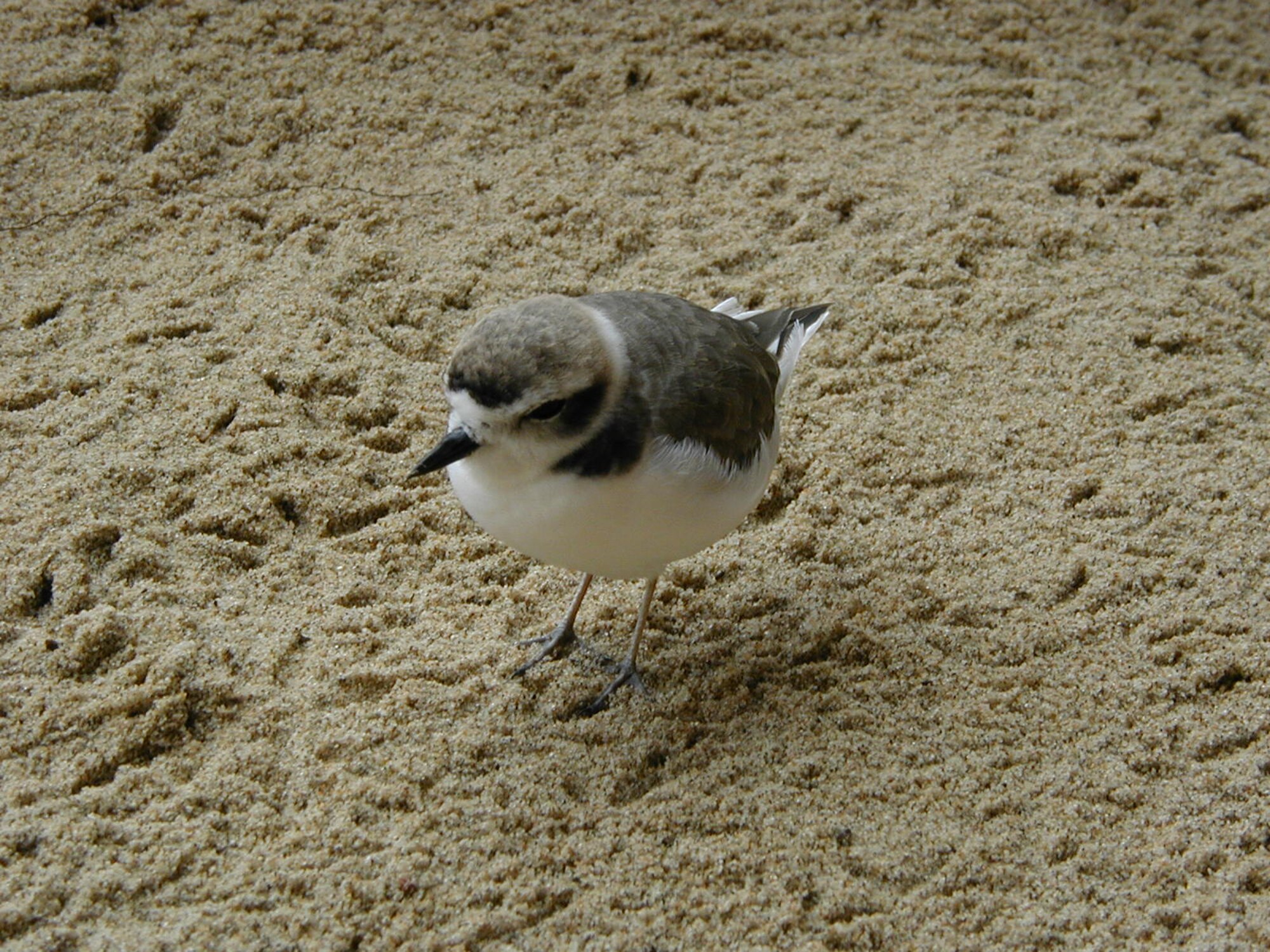 Vandenberg implemented a seasonal, partial closure of Surf, Wall and Minuteman Beach March 1, 2019 and is scheduled to last the duration of the Snowy Plover nesting season at Vandenberg Air Force Base, Calif.