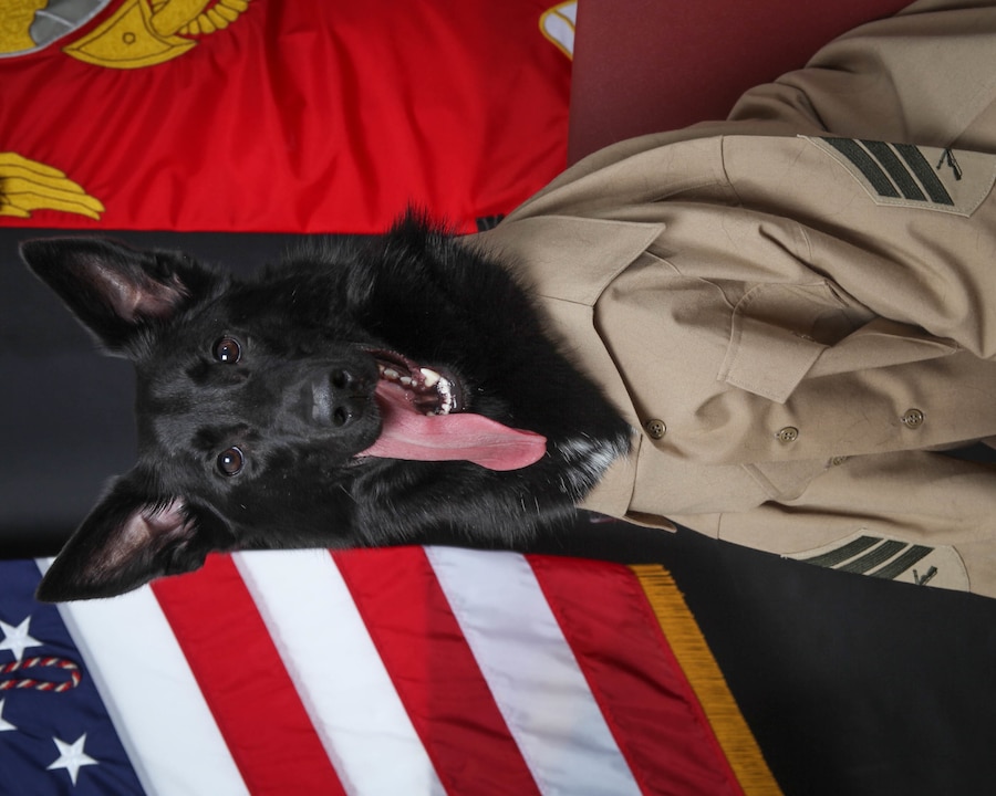 Sgt. Lobo Shepherd, Non-Commissioned Dog of the Quarter 1-19: Sgt. Shepherd eagerly poses for his command board style photograph at Station COMMSTRAT. (U.S. Marine Corps photo by Cody Shepard/released)