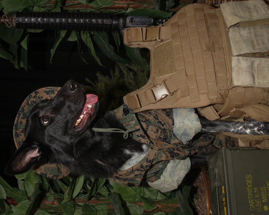 Operation Good Boy. Circa: 2019 (colorized): Sgt. Lobo Shepherd stands-by, keeping a keen eye on his junior Marines in an undisclosed location. (U.S. Marine Corps photo by Cody Shepard/released)