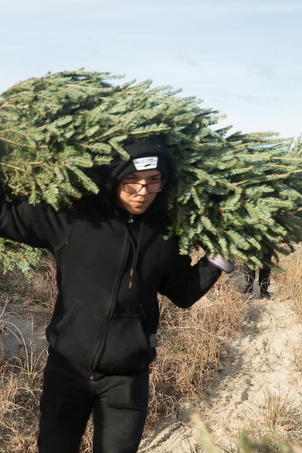 Pfc. Michael Matthew, assigned to the Center for Naval Aviation Technical Training, Marine Corps Air Station Cherry Point, North Carolina, carries a pine tree at Fort Macon State Park, North Carolina, Jan. 23, 2019. The pine trees are used to capture sand to build up the dunes and keeps visitors from destroying the habitat. The Single Marine Program reserves a day every two weeks for their volunteers to support Fort Macon special projects. (U.S. Marine Corps photo by Lance Cpl. Alexandra Amor Santos Arambulo)