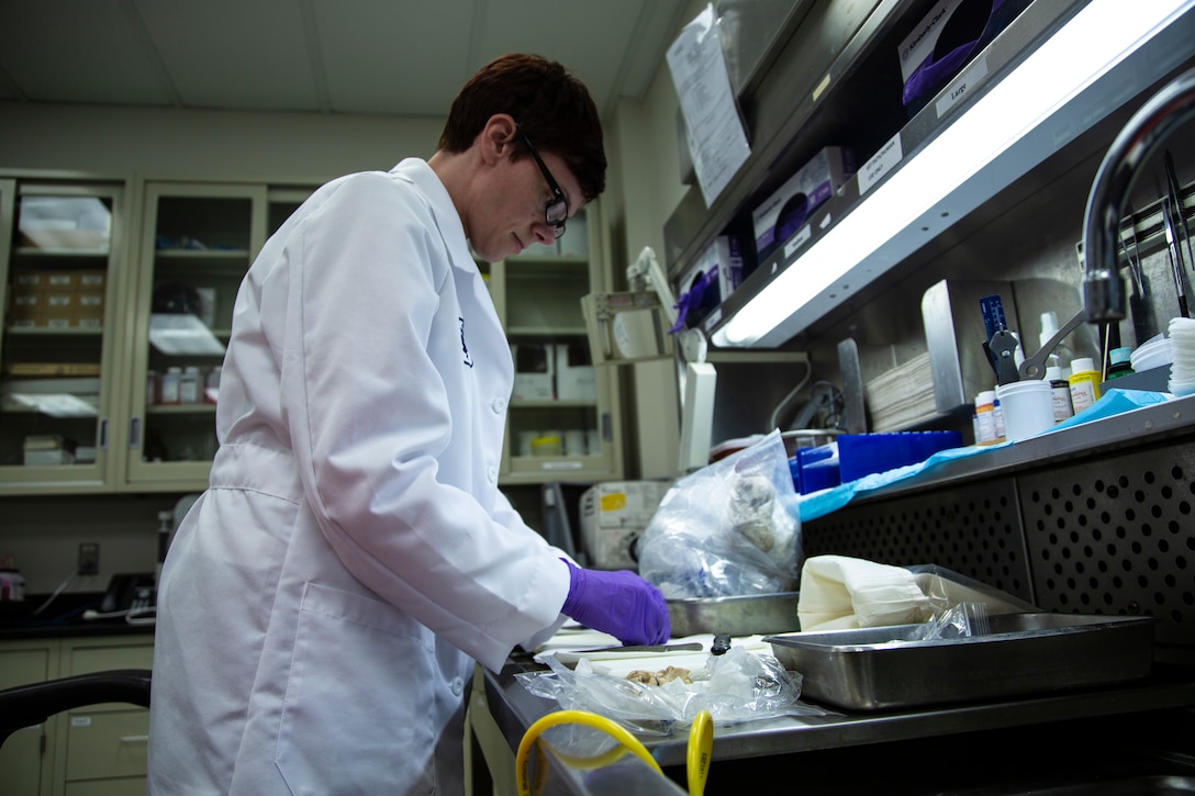 A veterinarian examines animal tissue.