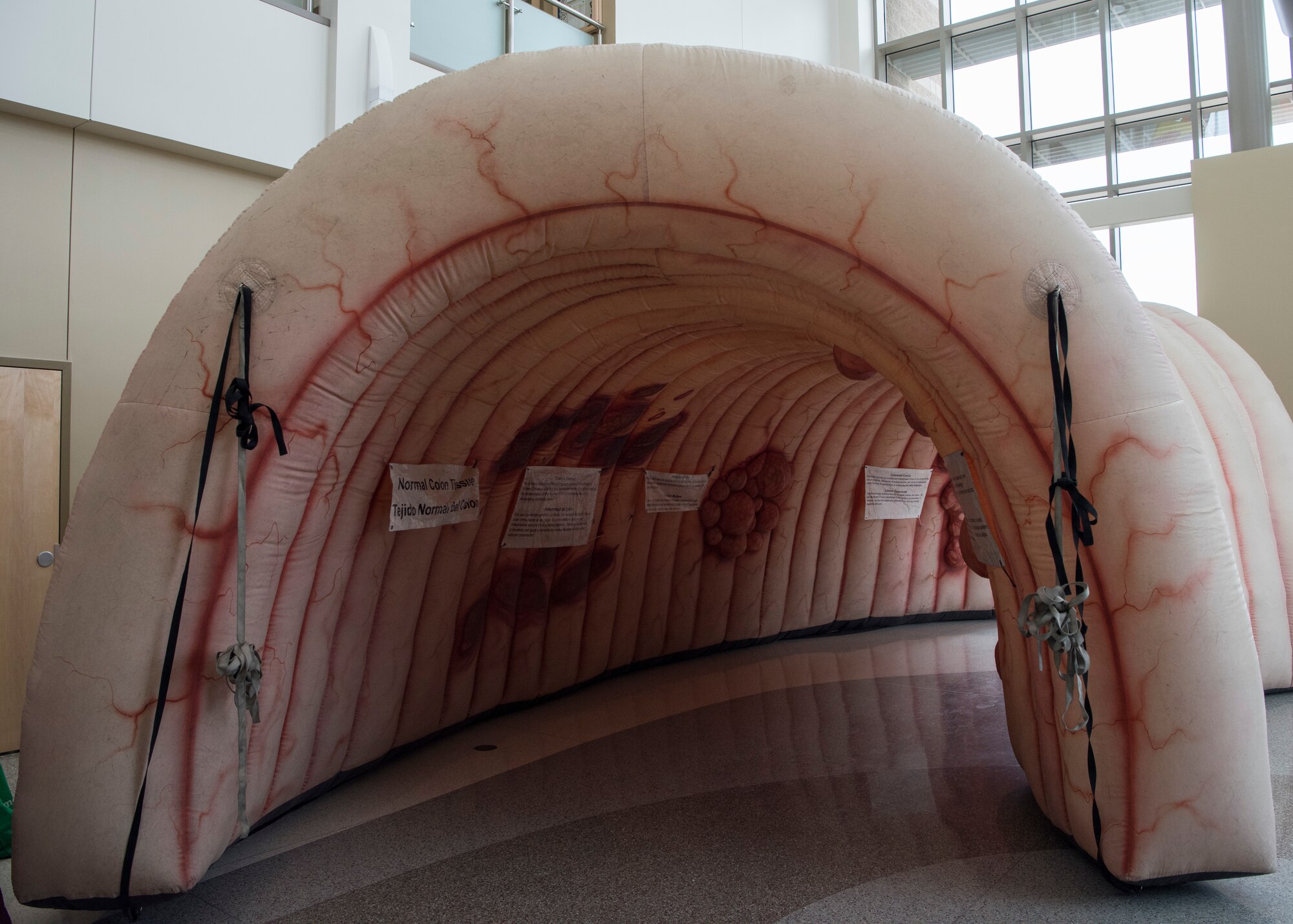 New Mexico State University’s Cancer Outreach program partners with the 49th Medical Group
to increase colorectal cancer awareness, March 7, 2019, in the medical clinic on Holloman Air
Force Base, N.M. The giant inflatable colon was brought by NMSU’s Cancer Outreach to
provide a visual representation of polyps and other cancerous lesions. (U.S. Air Force photo by
Airman 1st Class Autumn Vogt)