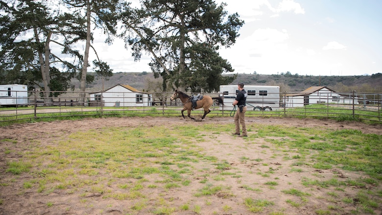 Senior Airman Michael Terrazas, 30th Security Forces Squadron conservation patrolman, lunges Military Working Horse “Buck” Feb.  21, 2019, in a round pen at Vandenberg Air Force Base, Calif. Military working horses are lunged to help get out excess energy and promote focus while on the job. (U.S. Air Force photo by Airman 1st Class Hanah Abercrombie)