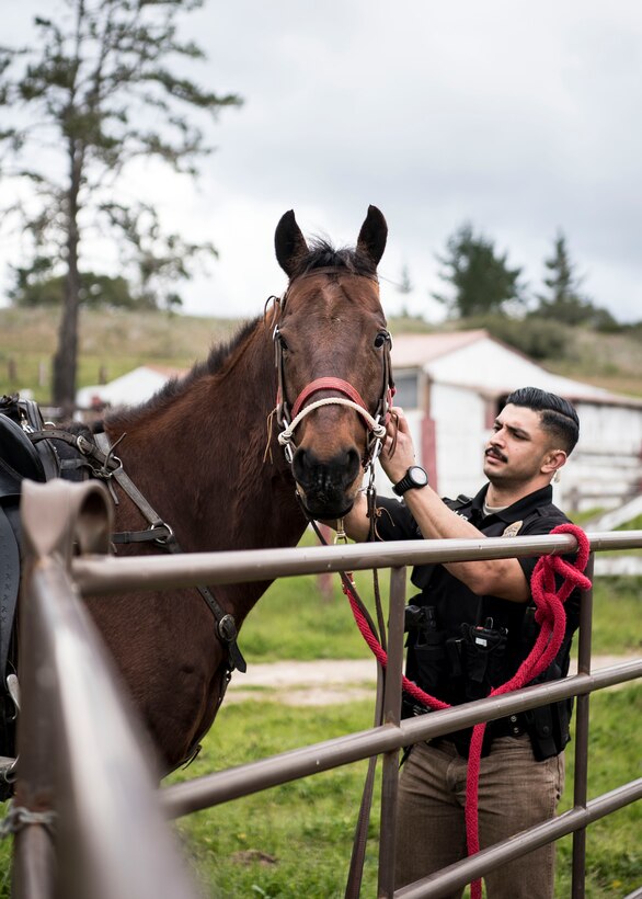Staff Sgt. Bert Mantilla, 30th Security Forces Squadron conservation patrolman, puts a bridle on Military Working Horse Trooper Feb. 21, 2019, at Vandenberg Air Force Base, Calif. Trooper entered active duty at Vandenberg in 2010 and has helped to patrol 99,600 acres of hard to reach areas on Vandenberg, assisted on scene during riots and protests and has aided local law enforcement agencies in locating missing hikers. (U.S. Air Force photo by Airman 1st Class Hanah Abercrombie)