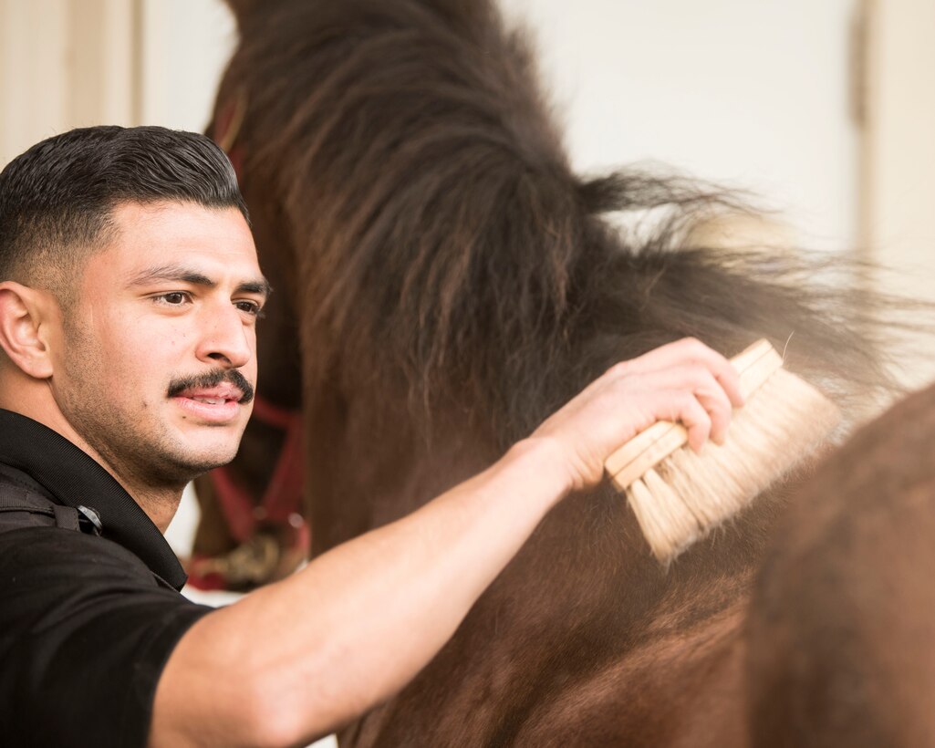 Staff Sgt. Bert Mantilla, 30th Security Forces Squadron conservation patrolman, brushes Military Working Horse "Trooper" before their ride Feb. 21, 2019, at Vandenberg Air Force Base, Calif. Trooper is a 14 year old American quarter horse who entered active duty in 2010 and helps to patrol 99,600 acres of hard-to-reach areas on Vandenberg with his patrolman. (U.S. Air Force photo by Airman 1st Class Hanah Abercrombie)