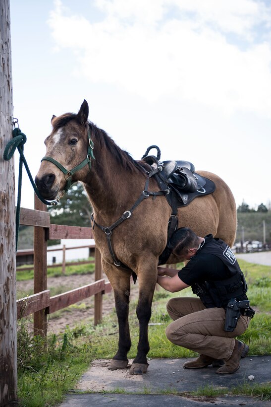 Senior Airman Michael Terrazas, 30th Security Forces Squadron conservation patrolman, tacks up Military Working Horse "Buck" Feb. 21, 2019, at Vandenberg Air Force Base, Calif. Buck entered active duty service at Vandenberg in 2011. Buck has helped patrol 99,600 acres of hard-to-reach areas on Vandenberg, assisted on scene during riots and protests and has aided local law enforcement agencies in locating missing hikers. (U.S. Air Force photo by Airman 1st Class Hanah Abercrombie)