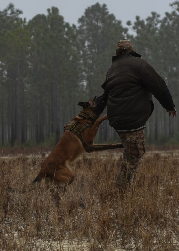 Military working dog biting a padded trainer