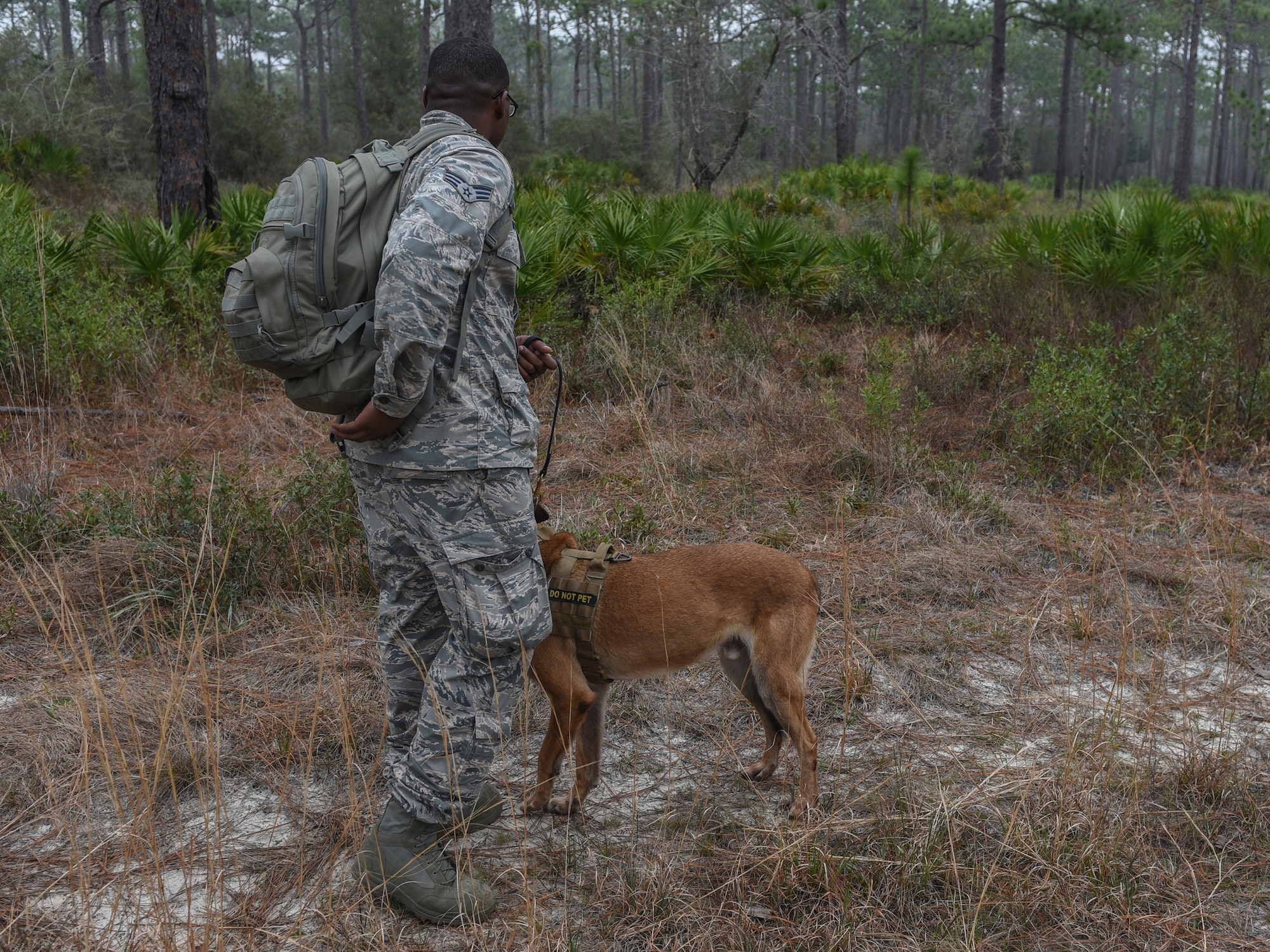 Security Forces Airman and their  military working dog observe a field