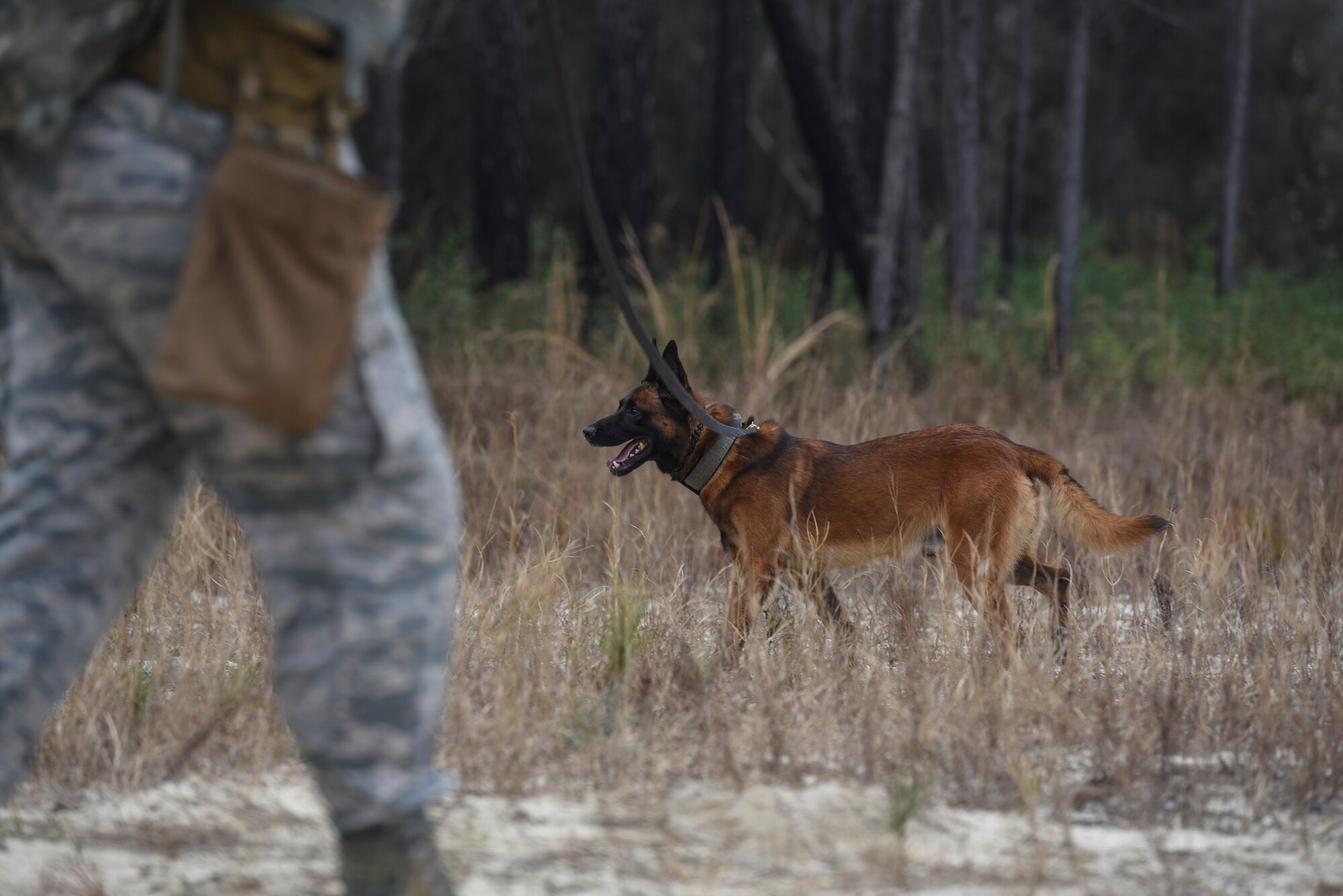 Security Forces dog patrols a field