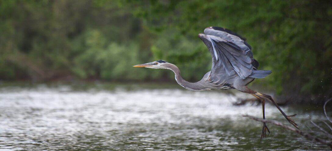 Blue Marsh Lake’s federal public lands offers excellent opportunities to view flora and fauna. The property’s natural resources provides habitat for a variety of bird, mammal, reptile, amphibian, and fish species.