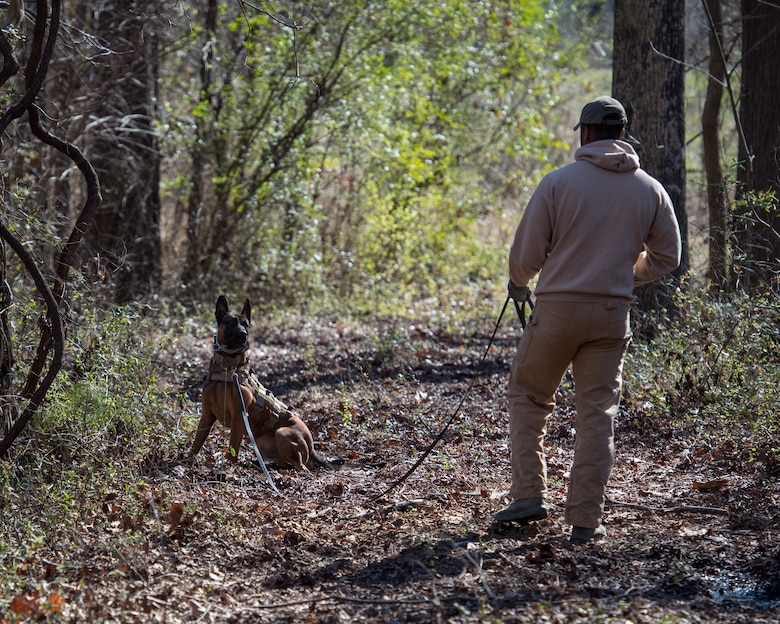 U.S. Air Force Staff Sgt. Noah Medor, 633rd Security Forces Squadron military working dog handler and Ali, 633rd SFS military working dog, practice explosives detection at Joint Base Langley-Eustis, Virginia, Feb. 26, 2019.