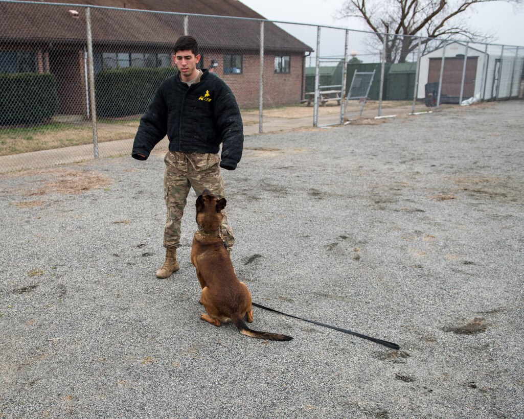 U.S. Air Force Senior Airman Anthony Seretis, 633rd Security Forces Squadron military working dog handler, stands still as Ali, 633rd SFS military working dog, stands guard at Joint Base Langley-Eustis, Virginia, March 08, 2019.