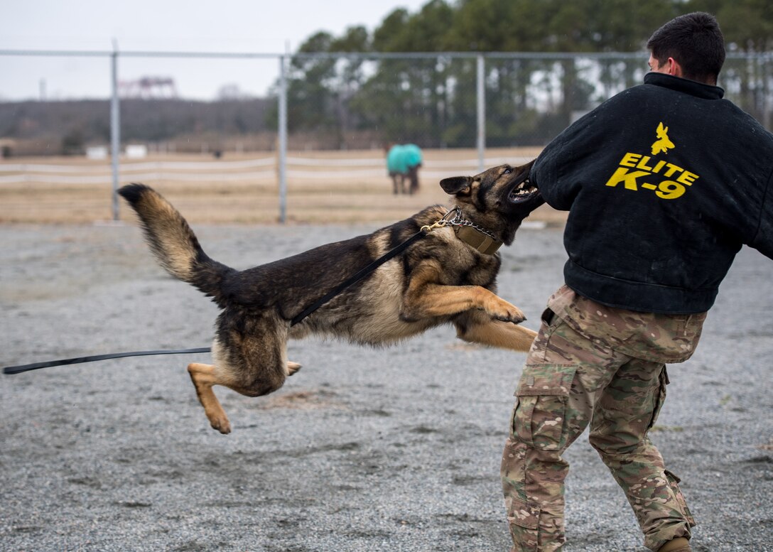 U.S. Air Force Rendi, 633rd Security Forces Squadron military working dog apprehends Senior Airman Anthony Seretis, 633rd Security Forces Squadron military working dog handler at Joint Base Langley-Eustis, Virginia, March 08, 2019.