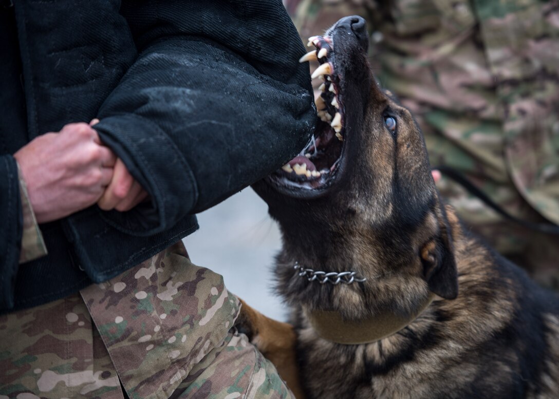 U.S. Air Force Rendi, 633rd Security Forces Squadron military working dog apprehends Senior Airman Anthony Seretis, 633rd Security Forces Squadron military working dog handler at Joint Base Langley-Eustis, Virginia, March 08, 2019.