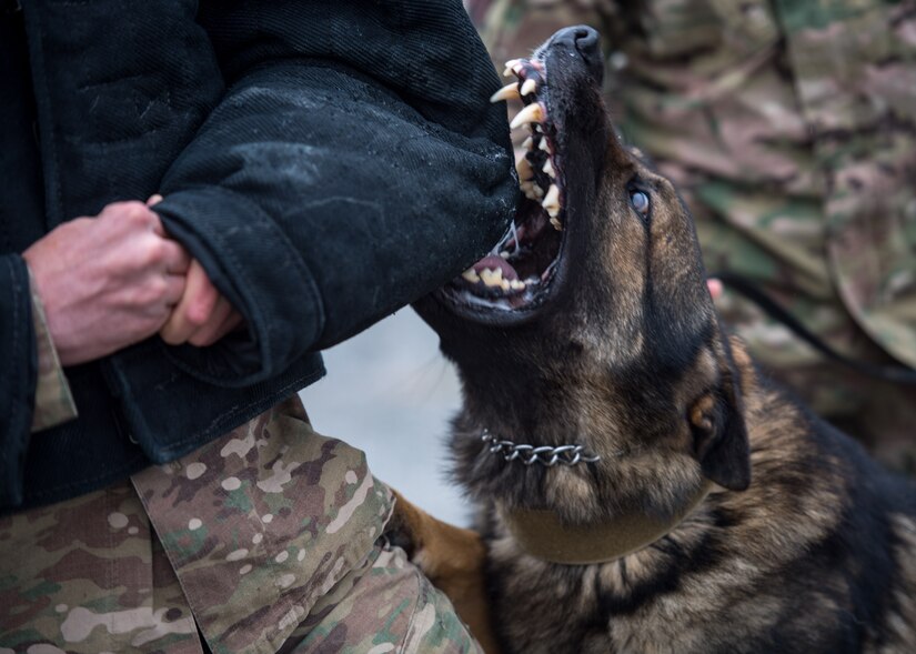 Un-fur-gettable partners > Joint Base Langley-Eustis > Article Display