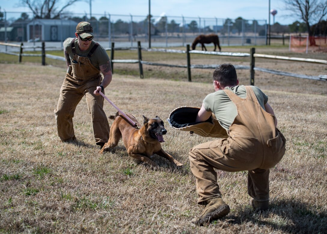U.S. Army Sgt. Aaron Vinson and Specialist Kyle Pereira, Training and Doctrine Command 3rd Military Police Detachment police drug detection dog handlers train military working dog Uunion at Joint Base Langley-Eustis, Virginia, March 11, 2019.