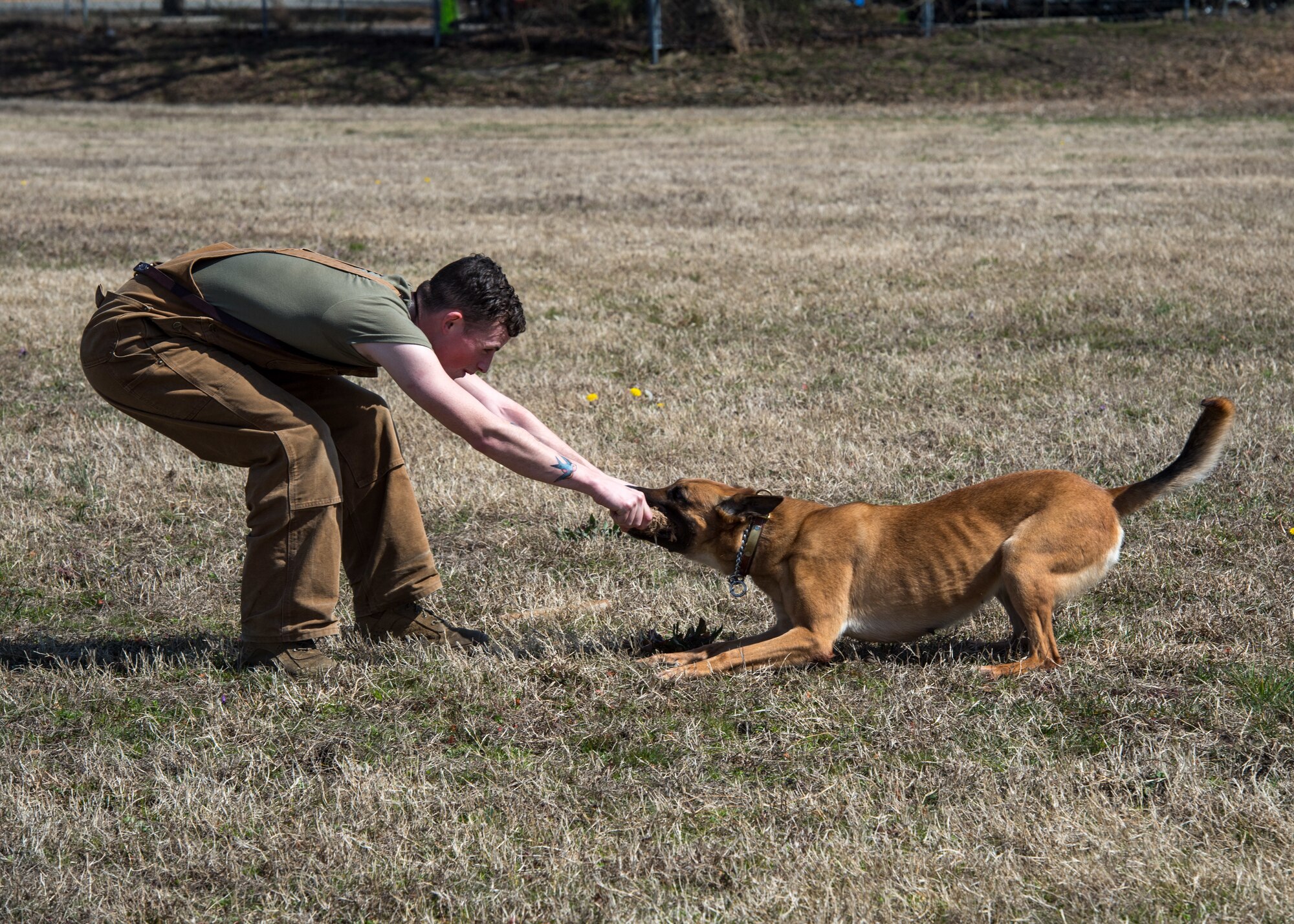 U.S. Army Specialist Kyle Pereira, Training and Doctrine Command 3rd Military Police Detachment police drug detection dog handler plays with military working dog Maya at Joint Base Langley-Eustis, Virginia, March 11, 2019.