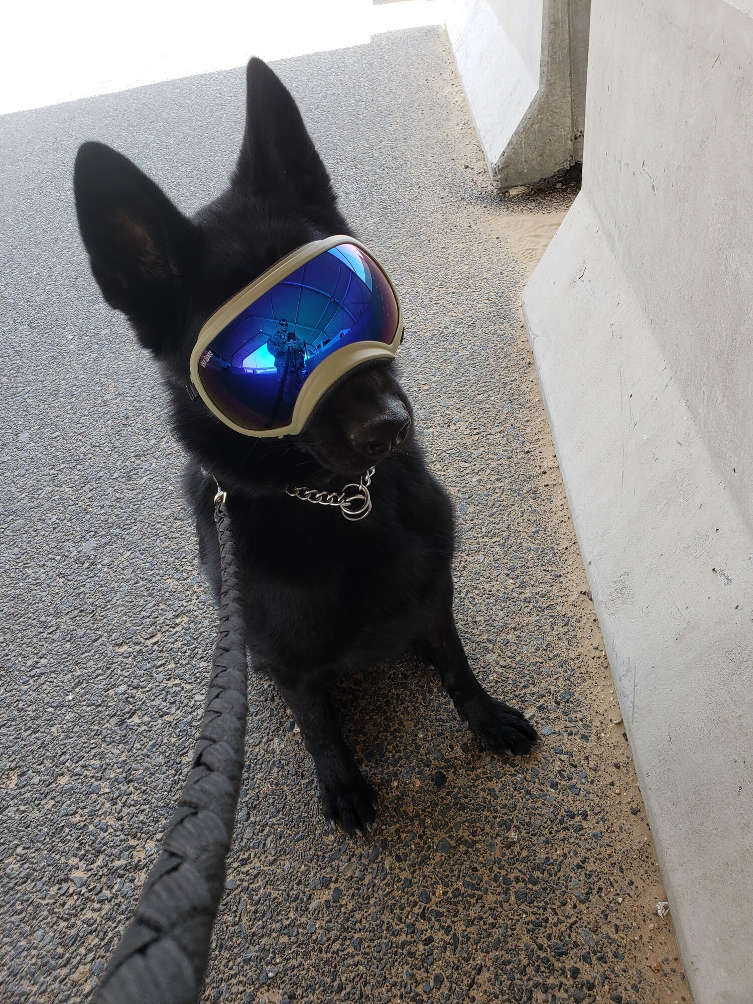 Kali recently received his certification as a military working dog and is ready to get to work with his handler and partner Staff Sgt. James Kilbride. (Courtesy photo/72nd Security Forces Squadron)