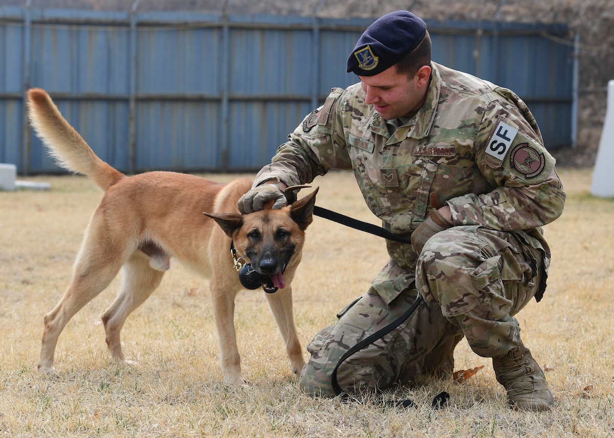 National K9 Vets Day: Celebrating our furry service members > Osan Air ...