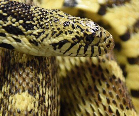 A snake is pictured Feb, 13, 2019, at Malmstrom Air Force Base, Mont. The third week of March is identified as National Poison Prevention Week, and people are encouraged to be vigilant and educate themselves on all areas of potential poisonous accidents and incidents. (U.S. Air Force photo by Airman 1st Class Jacob Thompson)