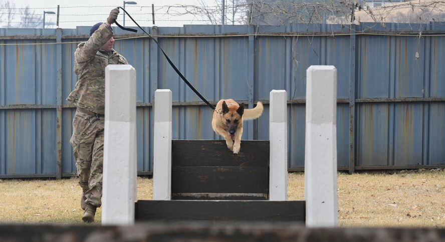 A military working dog jumps over a training course obstacle