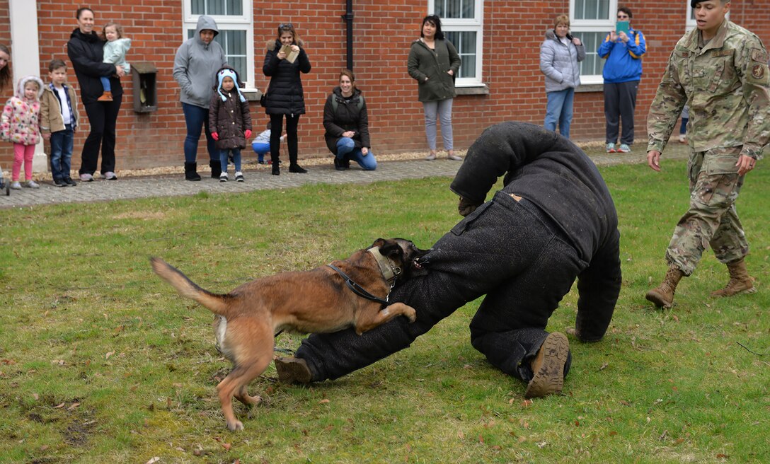 U.S. Air Force Military Working Dog Ukkie takes down her target – U.S. Air Force Staff Sgt. Louis Hurbis, 100th Security Forces Squadron MWD handler – as U.S. Air Force Staff Sgt. Kristina Santos, also 100th SFS MWD handler, comes to call back Ukkie during a demonstration on RAF Mildenhall, England, March 13, 2019. The demonstration was part of activities to celebrate K9 Veterans’ Day and Team Mildenhall children did crafts and had the chance to pet a retired military working dog. (U.S. Air Force photo by Karen Abeyasekere)