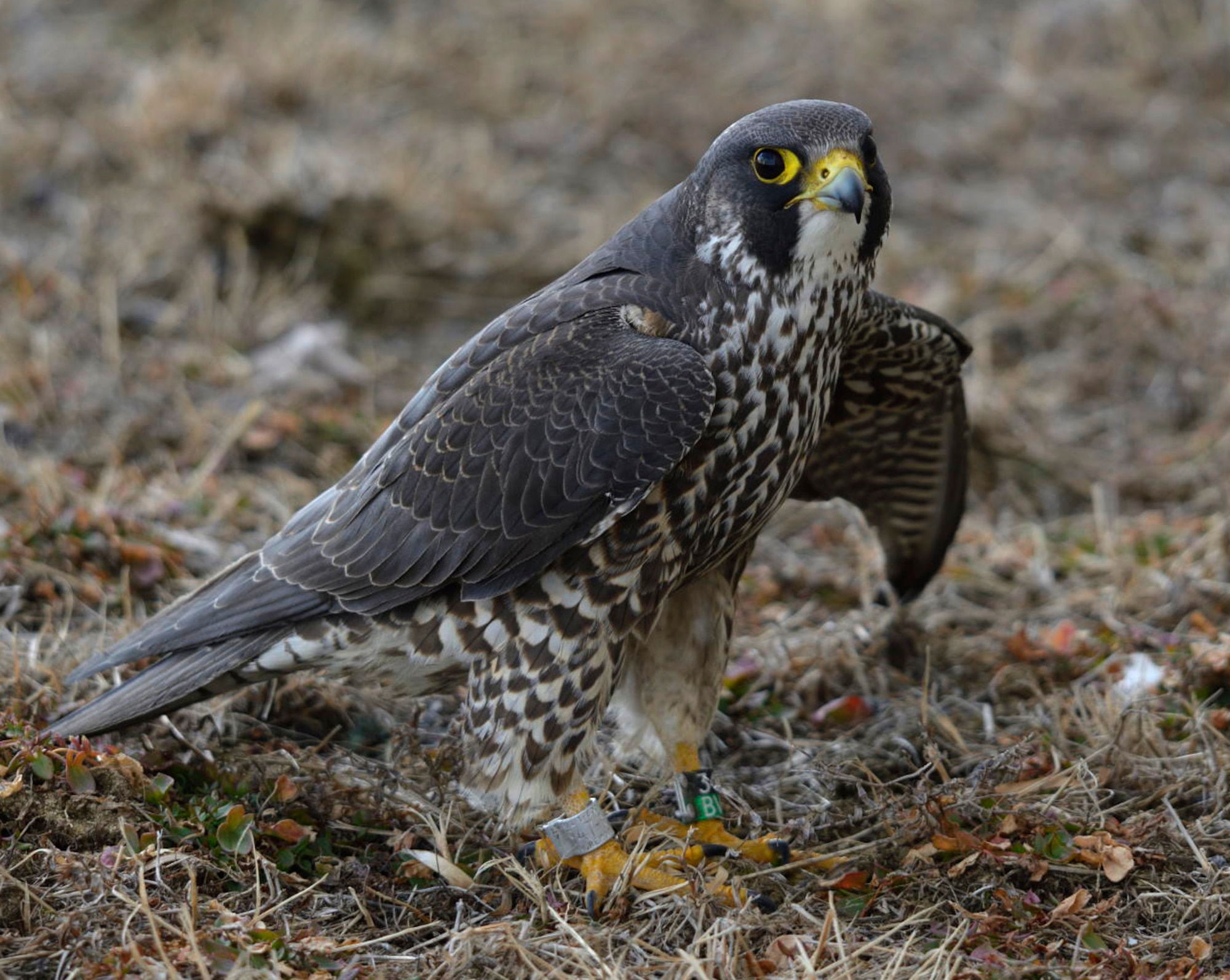 An injured Peregrine Falcon was rescued yesterday.