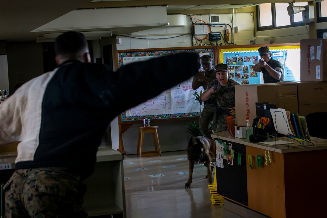 A U.S. Marine with the Provost Marshal's office (PMO), Headquarters Battalion, Marine Corps Base Hawaii, acting as an active shooter, prepares to be bitten by a military working dog at the Mokapu Elementary School during a training exercise aboard Marine Corps Base Hawaii, Mar. 19, 2019. The joint training conducted between PMO and the Honolulu Police Department  helped to foster communication, cooperation, and bolstered skill and readiness for both forces. (U.S. Marine Corps photo by Sgt. Alex Kouns)