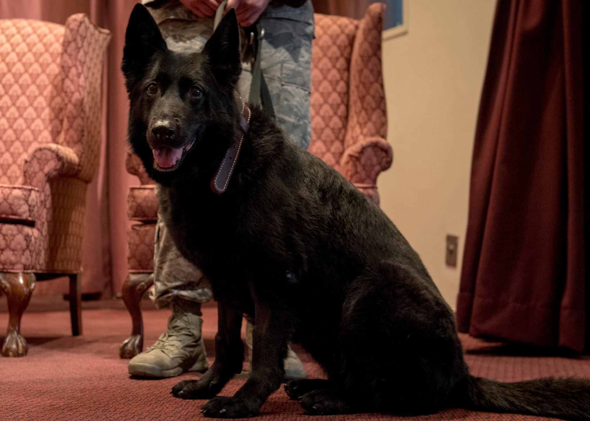MWD Stella retires after honorable service