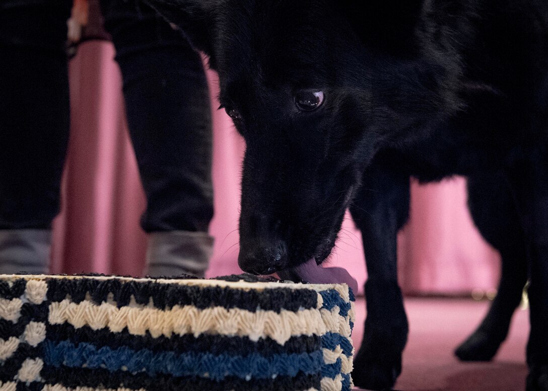 MWD Stella retires after honorable service