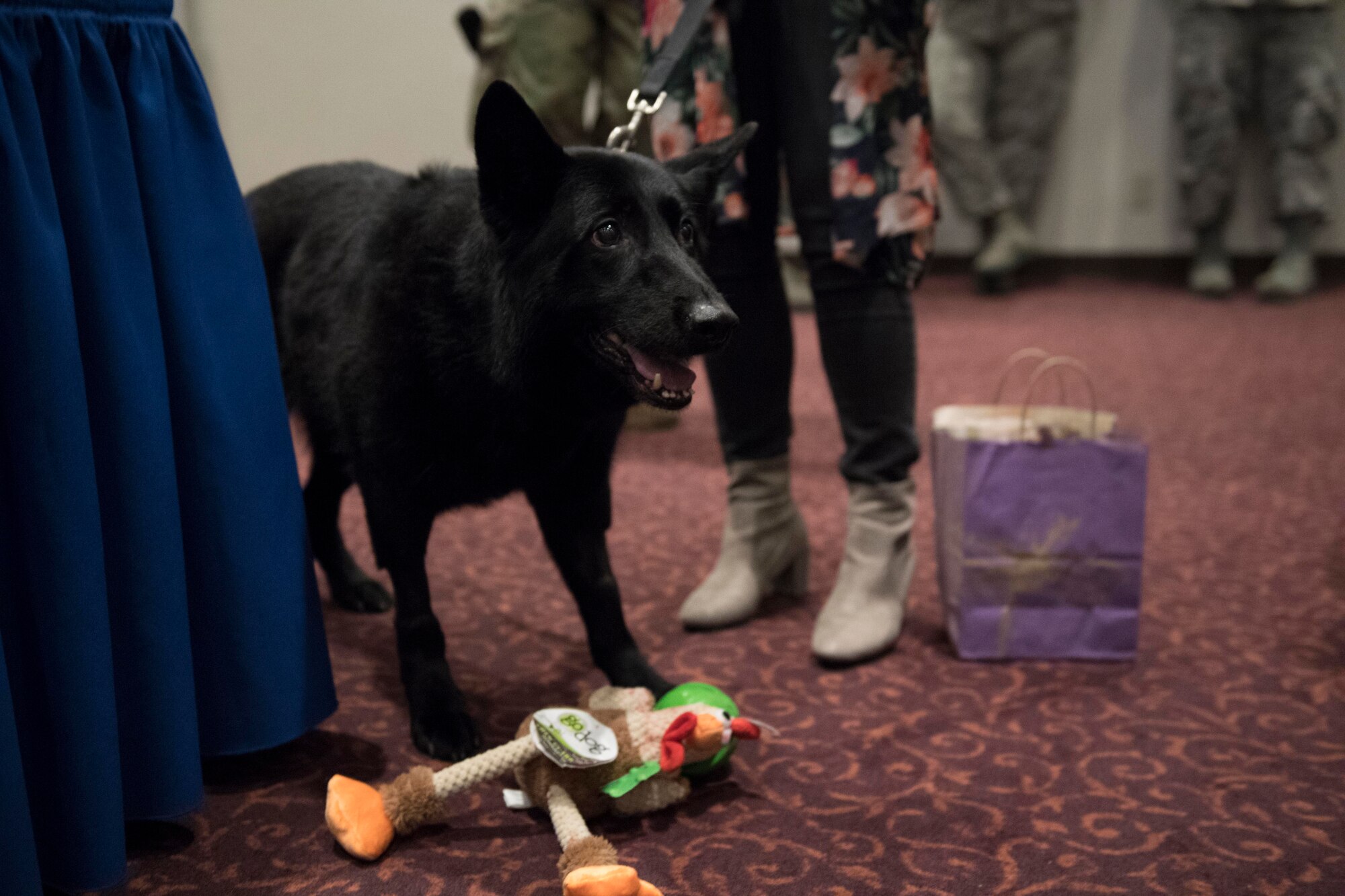MWD Stella retires after honorable service