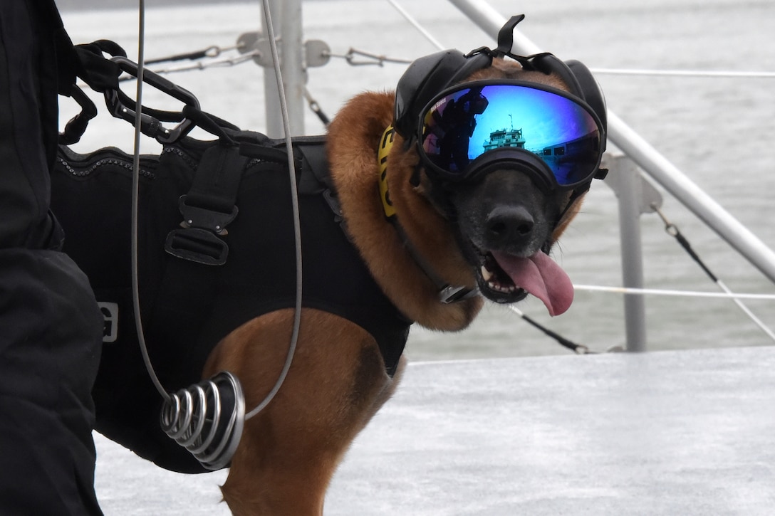 A dog  wearing blue goggles  looks at the camera.