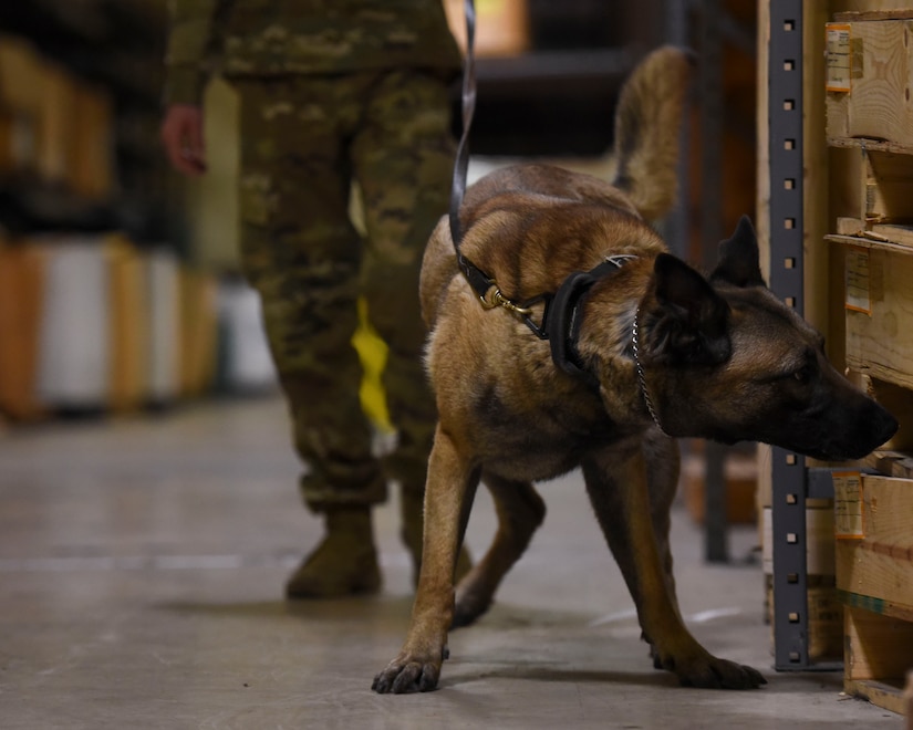 A military working dog sniffs a crate at Joint Base Langley-Eustis, Virginia, March 22, 2019.