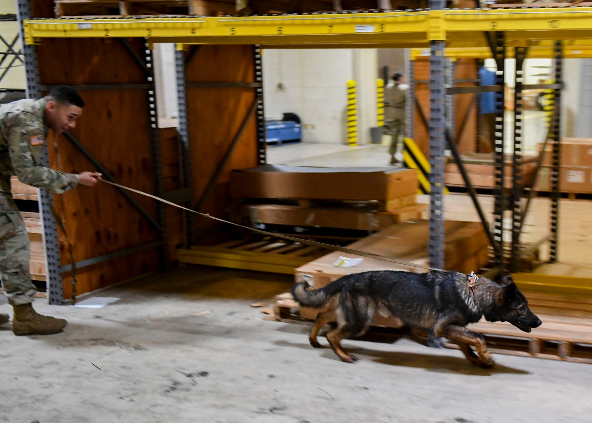 A military working dog runs during peroxide scents detection training at Joint Base Langley-Eustis, Virginia, March 22, 2019.