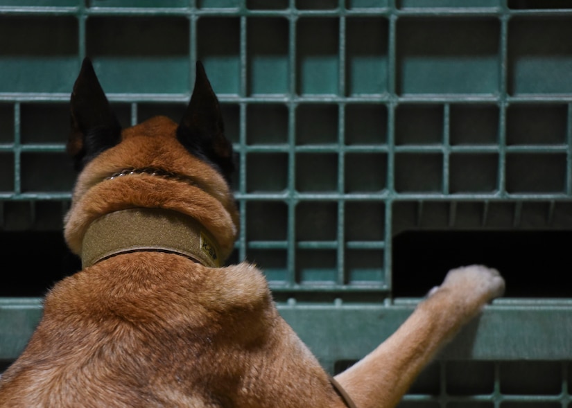 A military working dog checks a storage container during a detection exercise at Joint Base Langley-Eustis, Virginia, March 22, 2019.