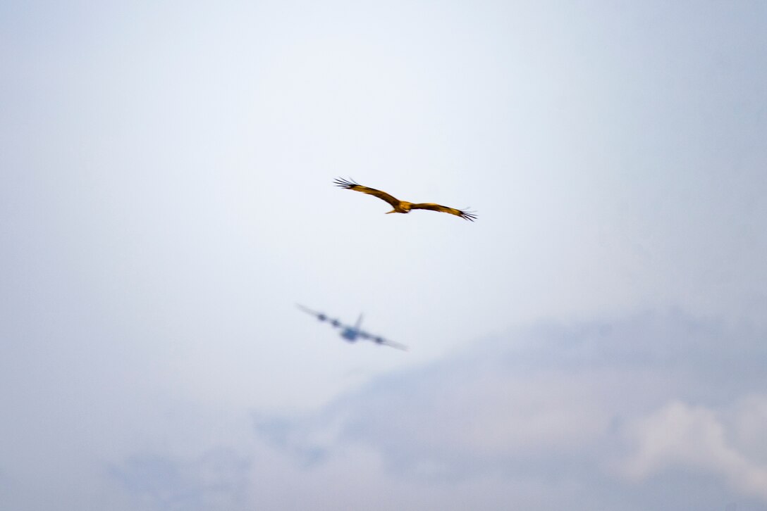 A Black Kite flies over the flight line as a 36th Airlift Squadron C-130J Super Hercules prepares to land during the Yokota C-130J Rodeo March 22, 2019, at Yokota Air Base, Japan. The rodeo is a friendly competition between flights within the 36th Airlift Squadron and the 374th Operations Support Squadron that promotes tactical readiness and execution of various airlift capabilities. (U.S. Air Force photo by Senior Airman Donald Hudson)