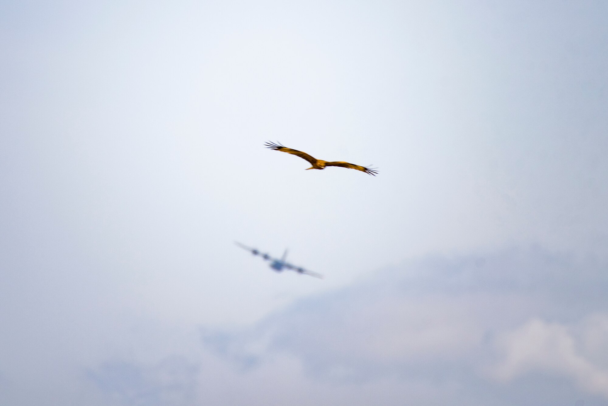A Black Kite flies over the flight line as a 36th Airlift Squadron C-130J Super Hercules prepares to land during the Yokota C-130J Rodeo March 22, 2019, at Yokota Air Base, Japan. The rodeo is a friendly competition between flights within the 36th Airlift Squadron and the 374th Operations Support Squadron that promotes tactical readiness and execution of various airlift capabilities. (U.S. Air Force photo by Senior Airman Donald Hudson)