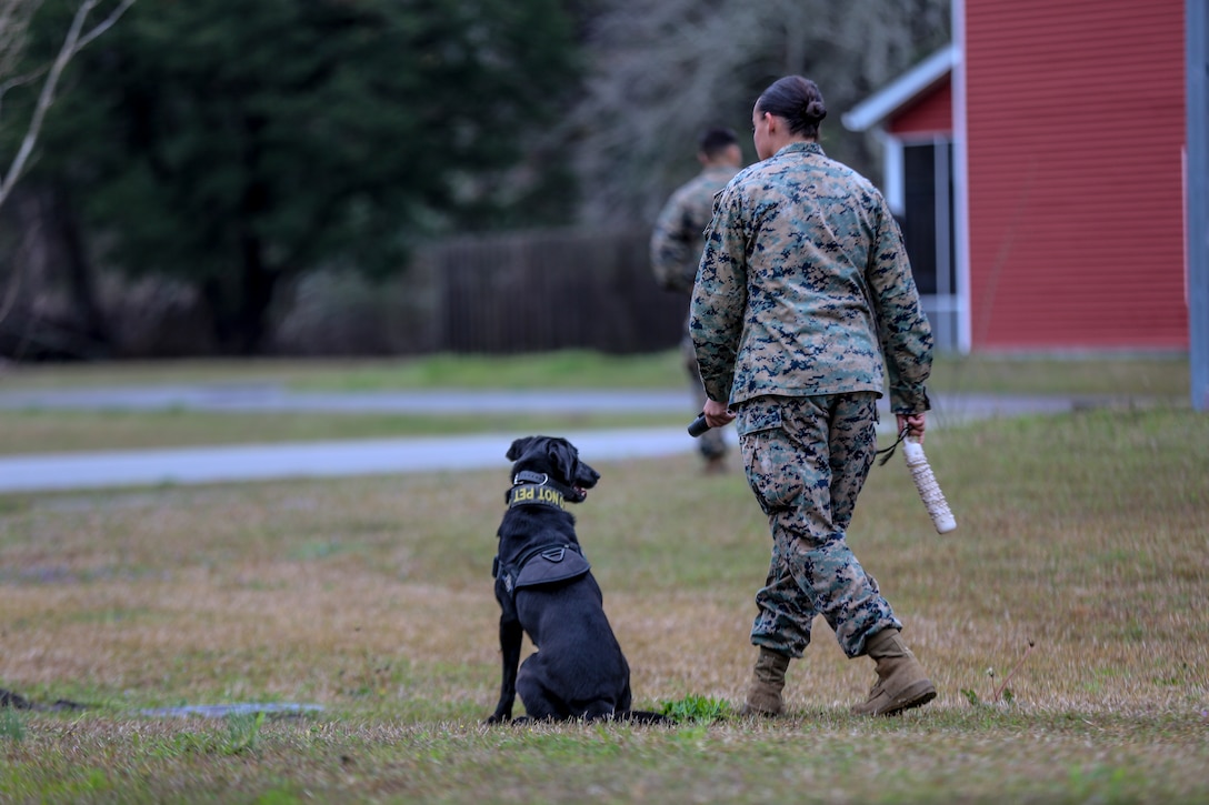 Lance Cpl. Alexis Delarm, military working dog handler, 2nd Law Enforcement Battalion, throws a toy for her military working dog during a training exercise on Marine Corps Base Camp Lejeune, North Carolina, March 21. This exercise trains military working dogs and their handlers to give and receive commands on navigational directions, so they can work more efficiently in a combat environment.